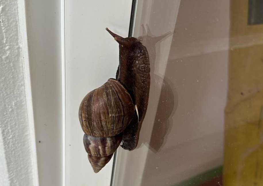 let’s talk about the wonderful shells of snails